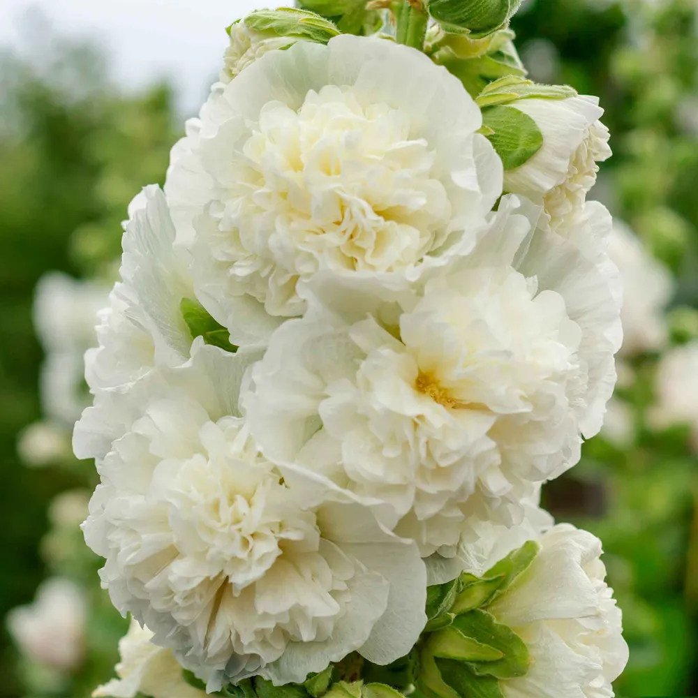 VEGSOW Majorette Double White Hollyhock Seeds - Heirloom Flower Seeds