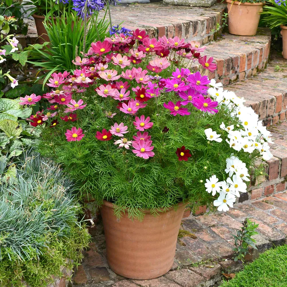 VEGSOW Cosmos Seeds (Dwarf Early) - Sensation Mix