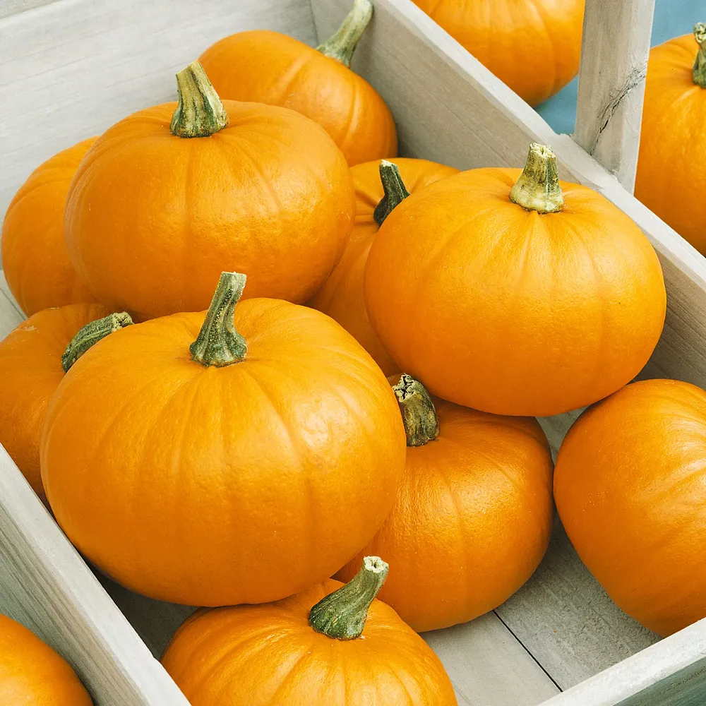VEGSOW Organic Spookie Pumpkin Seeds - Heirloom Vegetable Gardening