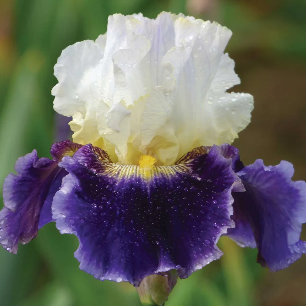 VEGSOW Bearded Iris Bulbs - King's Gambit Perennial Rhizomes