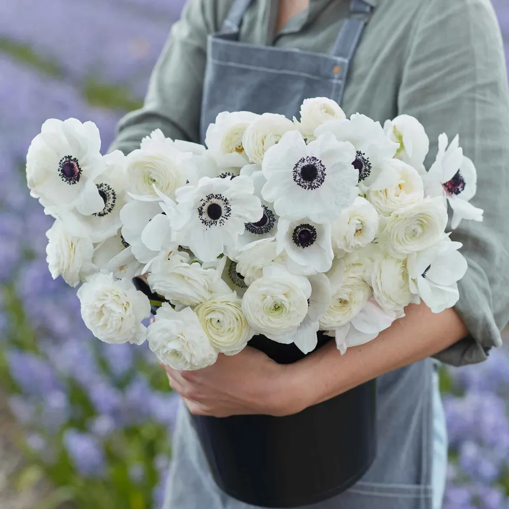 VEGSOW Anemone & Ranunculus Bulbs - Moonlight Mix