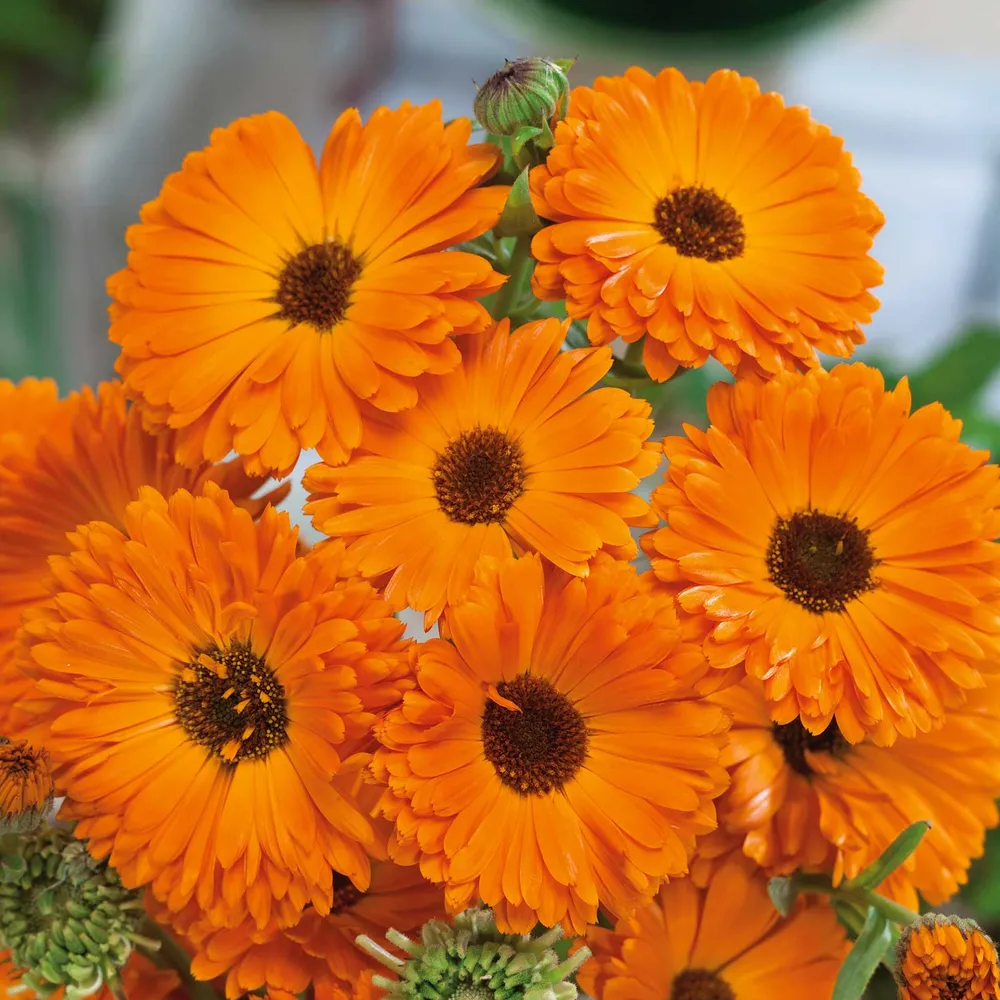 VEGSOW Calendula Seeds - Geisha Girl Heirloom Variety