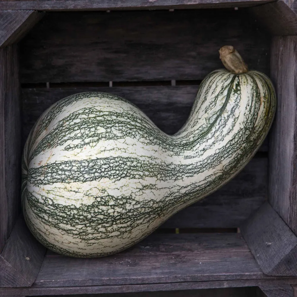 VEGSOW Cushaw Green-Striped Pumpkin Seeds - Heirloom Vegetable Seeds