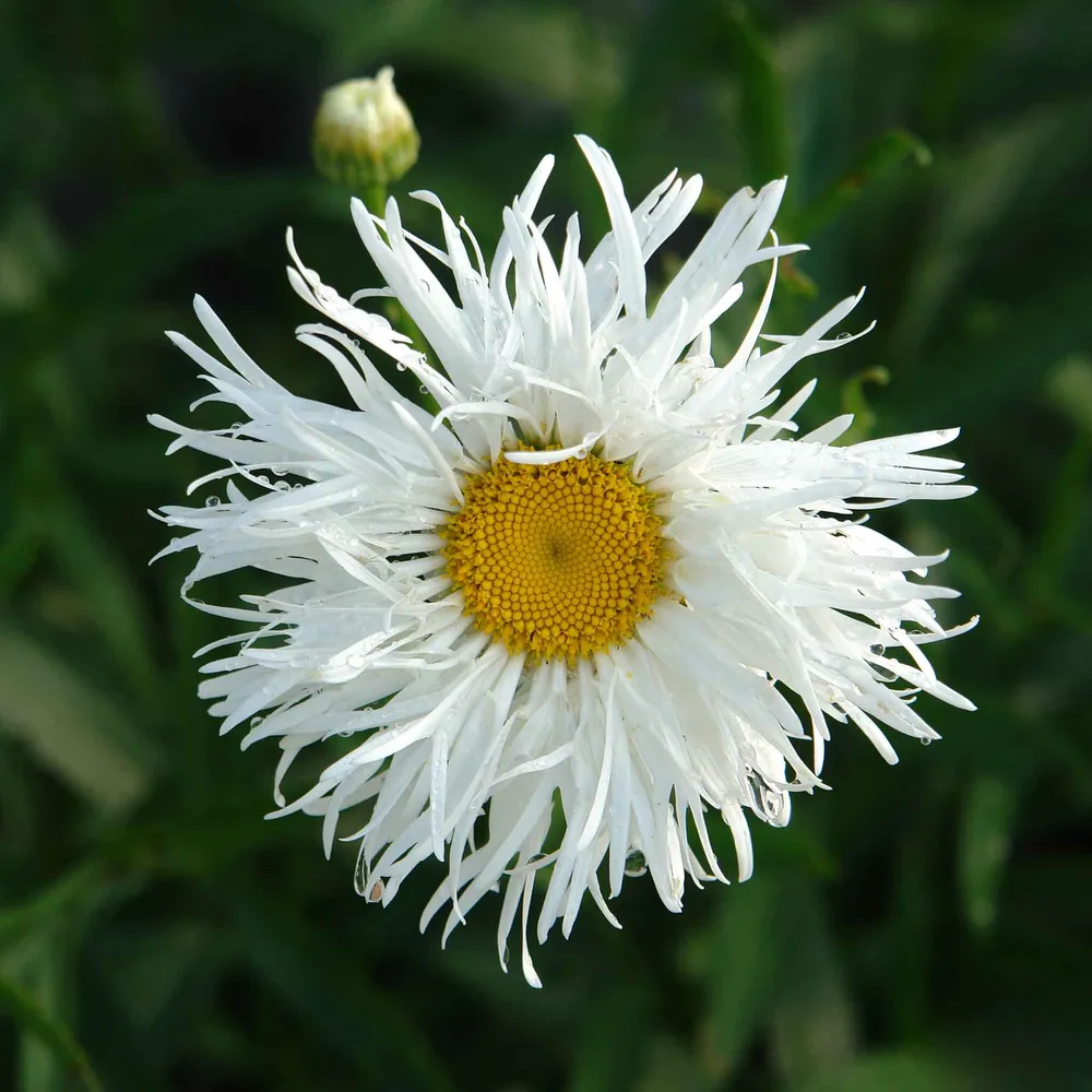 VEGSOW Ox Eye Daisy Seeds - Crazy Daisy Variety