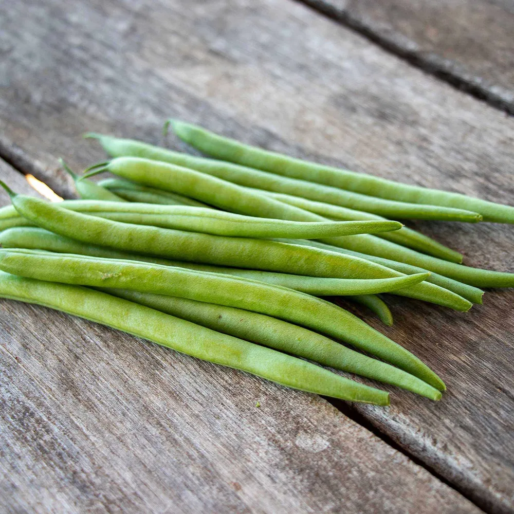 VEGSOW Elegance Bush Bean Seeds - High-Purity Heirloom Variety