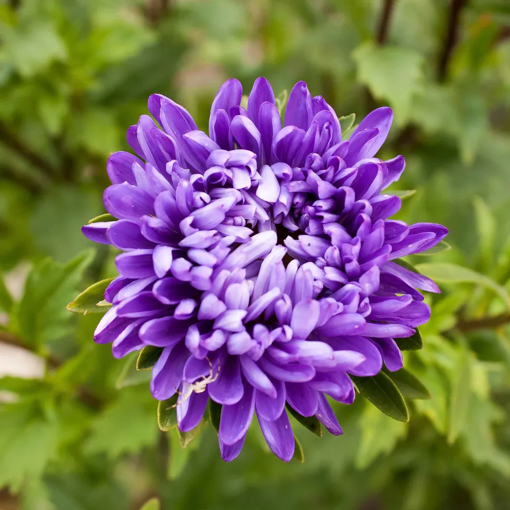 VEGSOW Jewelaster Purple Aster Seeds - Semi-Dwarf Variety