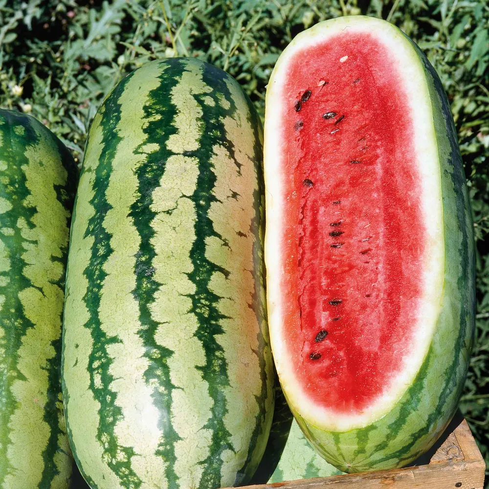 Georgia Rattlesnake Watermelon Seeds - Heirloom Striped Variety
