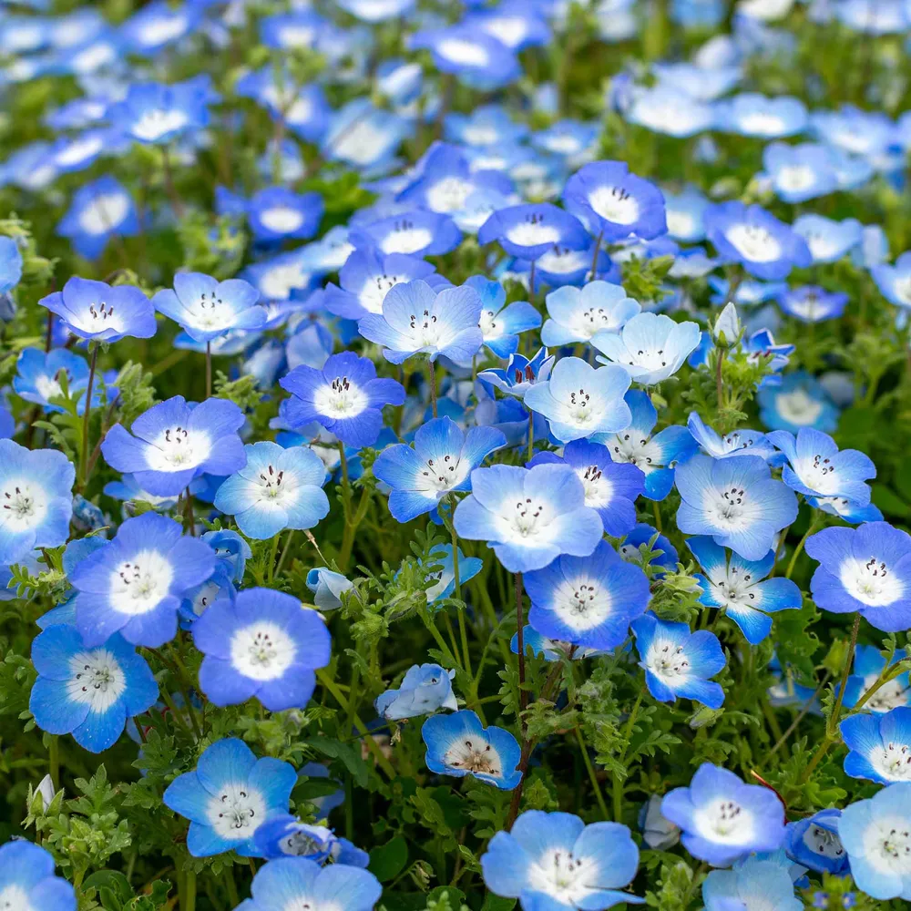 VEGSOW Baby Blue Eyes Seeds (Nemophila Menziesii) - Annual Wildflower Seeds