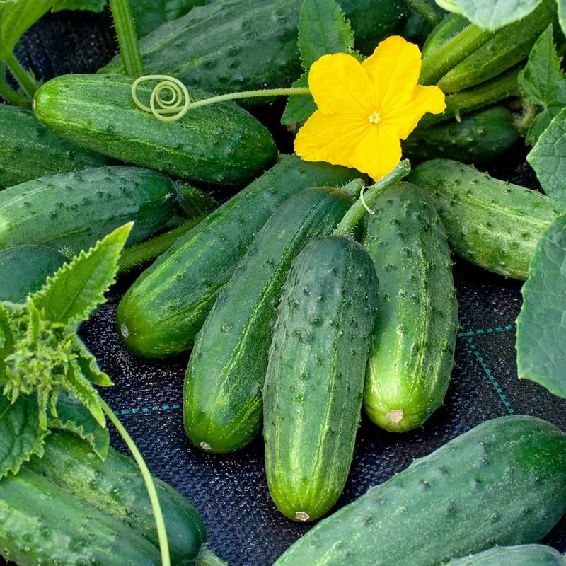 VEGSOW Boston Pickling Cucumber Seeds - Heirloom Vegetable Seeds for Home Gardens