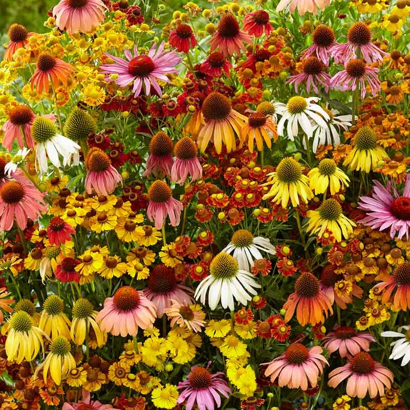 VEGSOW Echinacea and Helenium Butterfly Attractor Seed Mix