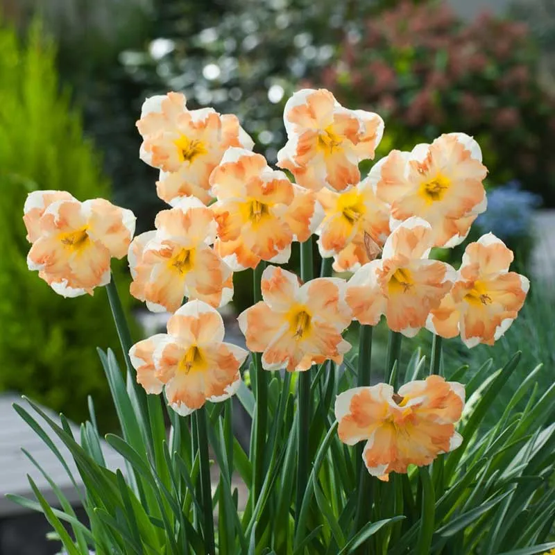 VEGSOW Cum Laude Daffodil Bulbs - Spring Flowering Narcissus Bulbs