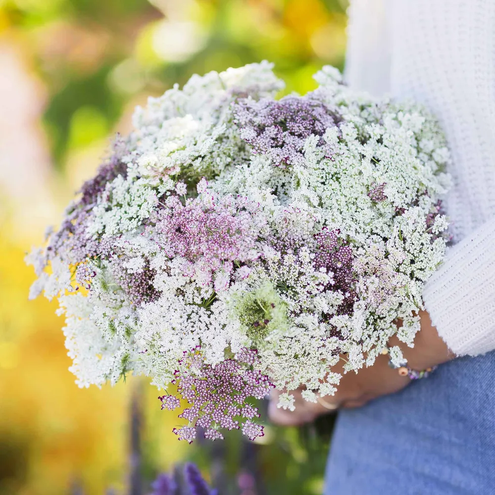 VEGSOW Queen Anne's Lace Seeds - Chocolate Lace Flower Seeds