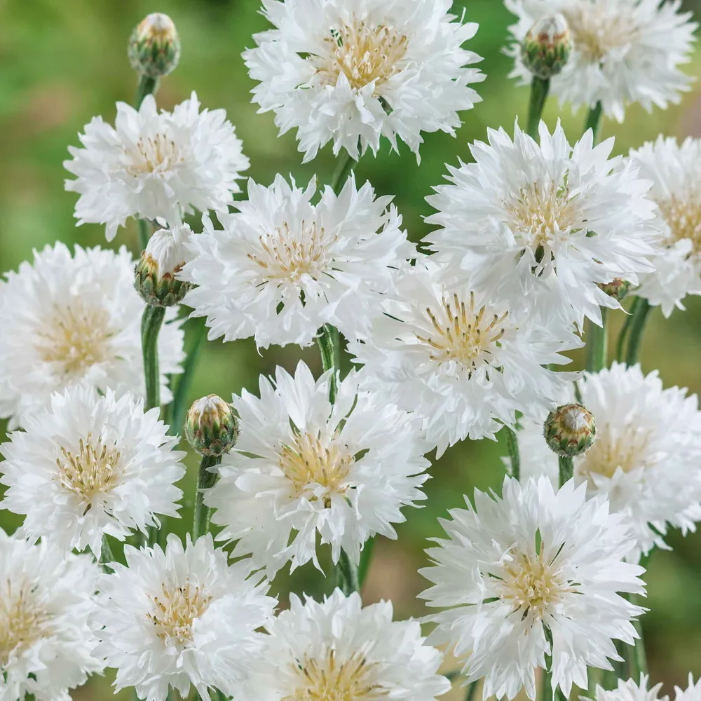 VEGSOW Cornflower Seeds - Tall White Bachelor Button (Centaurea cyanus)