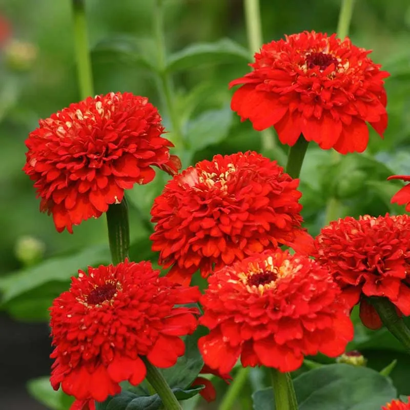 Zinderella Red Zinnia Seeds - Double-Petal Annual Flower Seeds