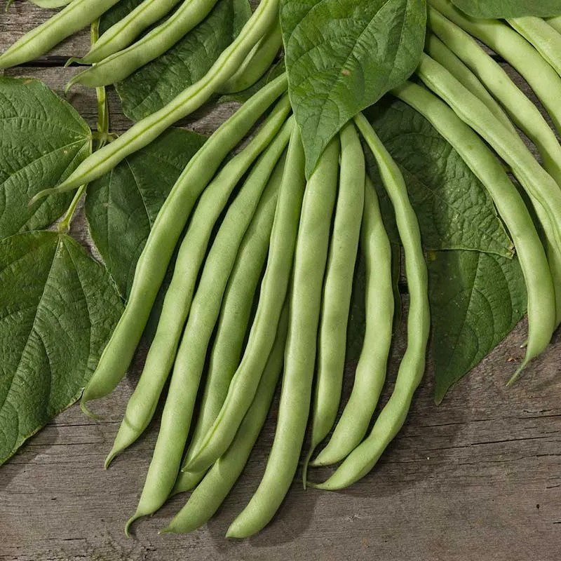 VEGSOW Organic Contender Bean Seeds - Heirloom Bush Bean Variety