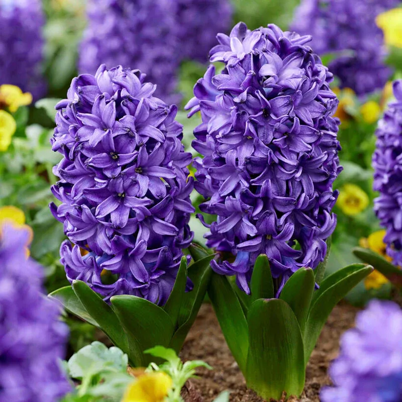 VEGSOW Blue Trophy Hyacinth Bulbs - Fragrant Spring Flowering Perennials