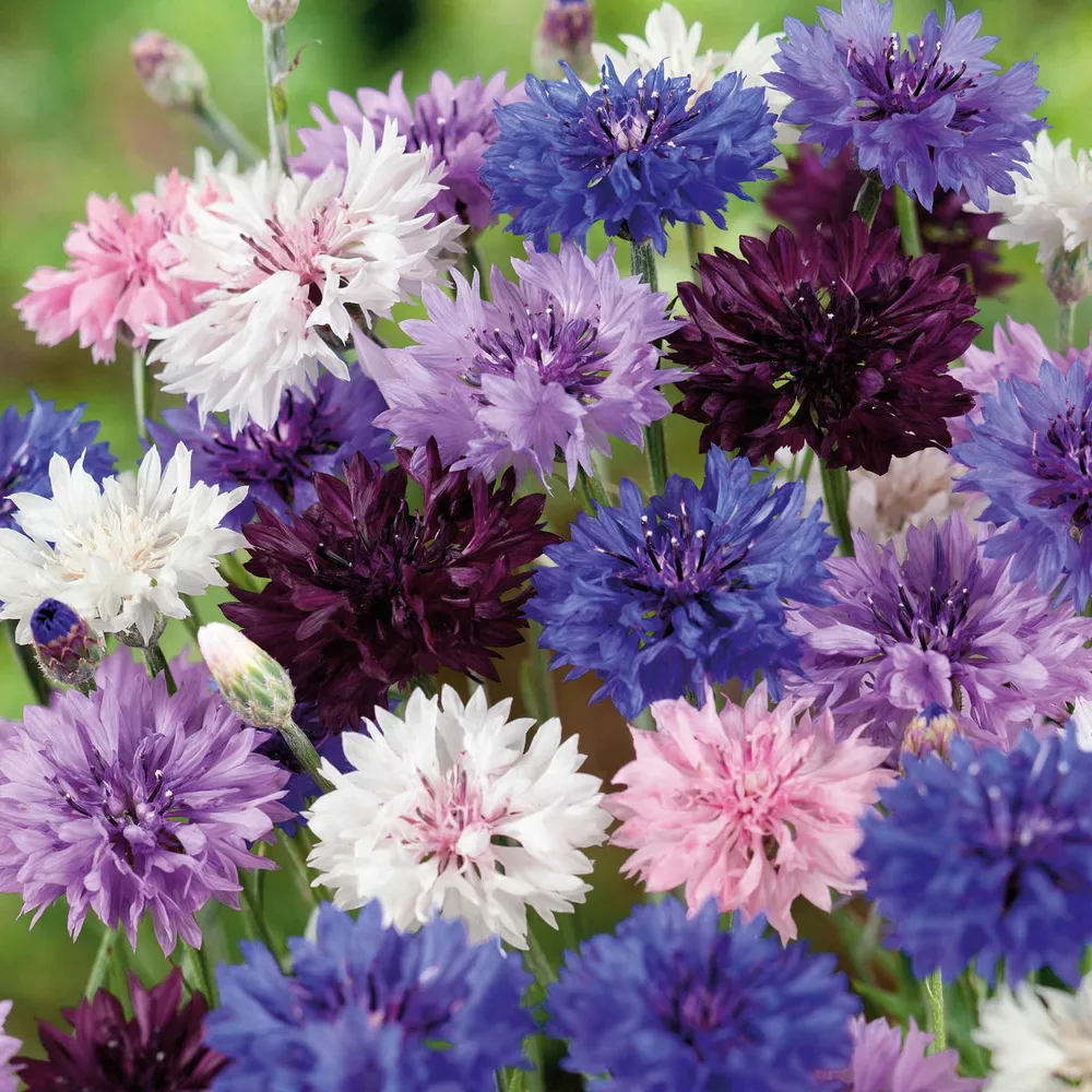 VEGSOW Cornflower Bachelor Button Seeds - Tall Mix