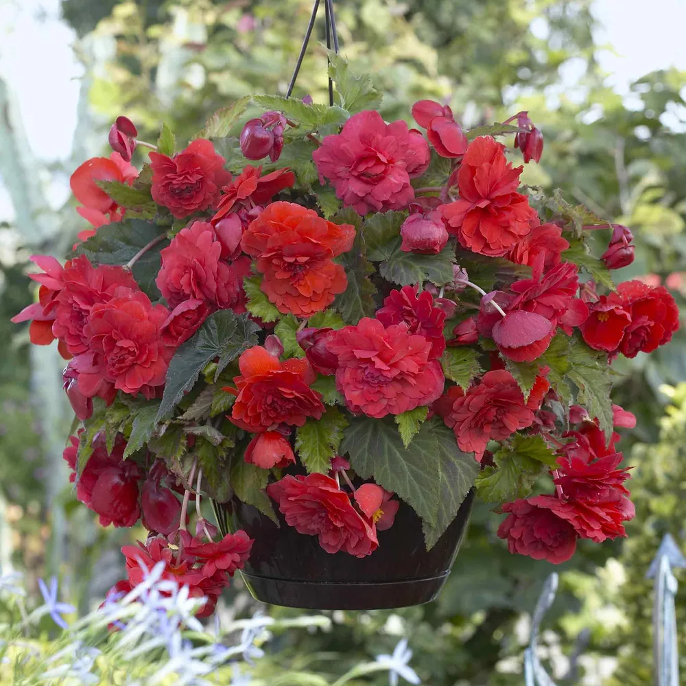 VEGSOW Begonia Tubers - Odorata Red Glory Fragrant Flowering Bulbs