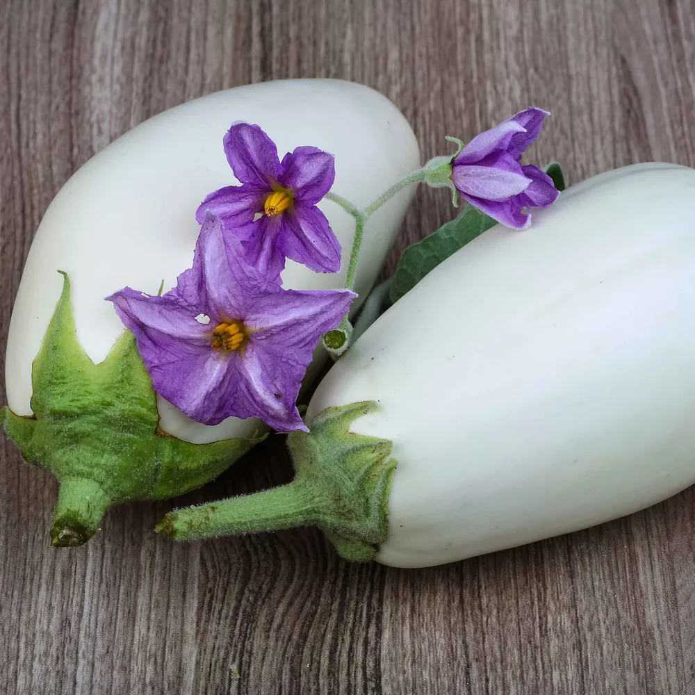 VEGSOW Casper Eggplant Seeds - Heirloom White Eggplant Variety
