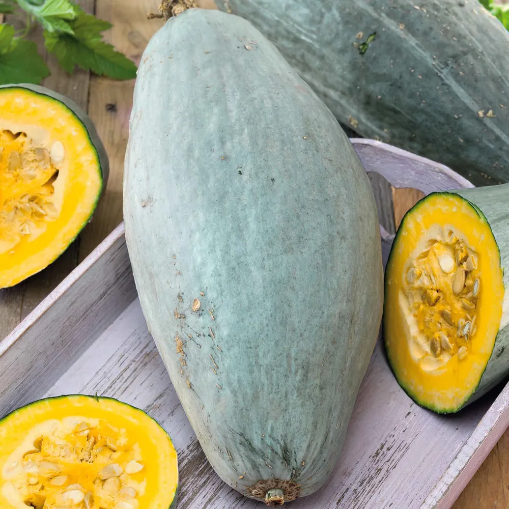 VEGSOW Guatemalan Blue Winter Squash Seeds - Heirloom Vegetable Seeds