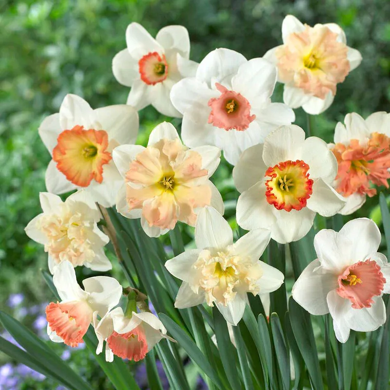 VEGSOW Daffodil Bulbs - Pretty in Pink Mix - Spring Flowering Perennial Bulbs