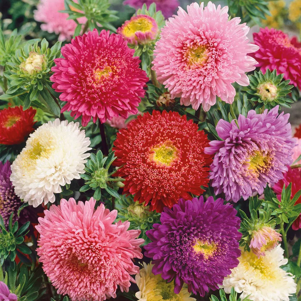 VEGSOW China Aster Seeds - Powderpuff Mix