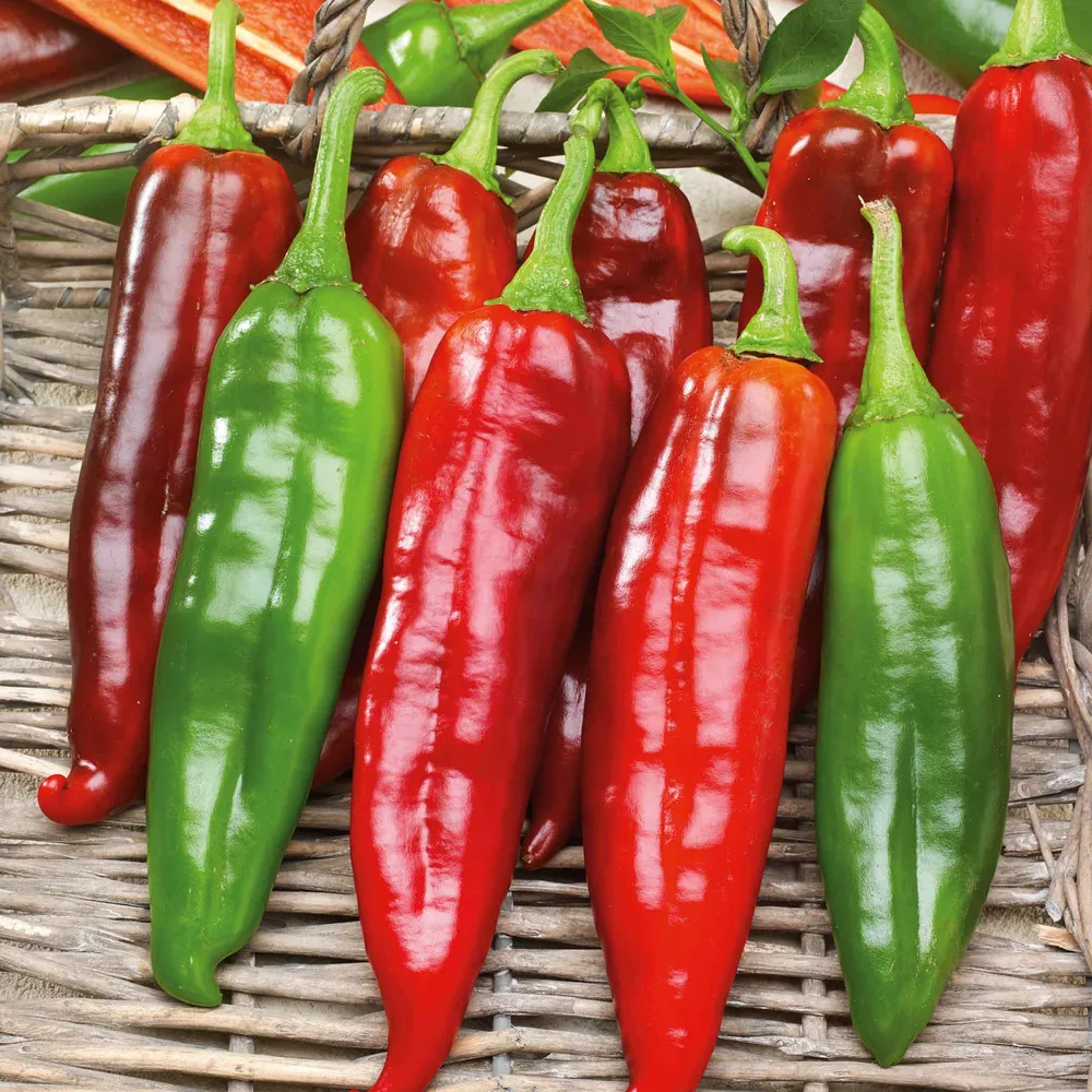 VEGSOW Big Jim Hot Pepper Seeds - Heirloom Chili Seeds for Home Gardening