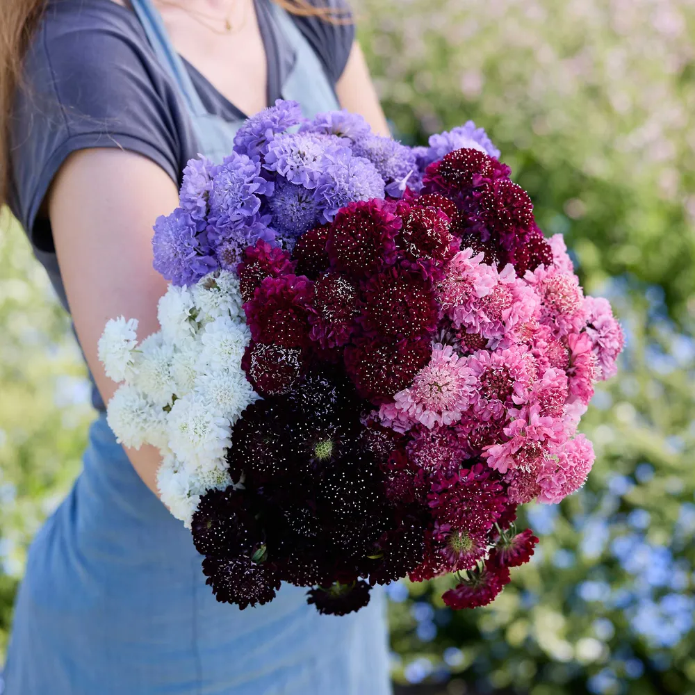 VEGSOW Scabiosa Bundle - Signature Blooms Heirloom Flower Seeds