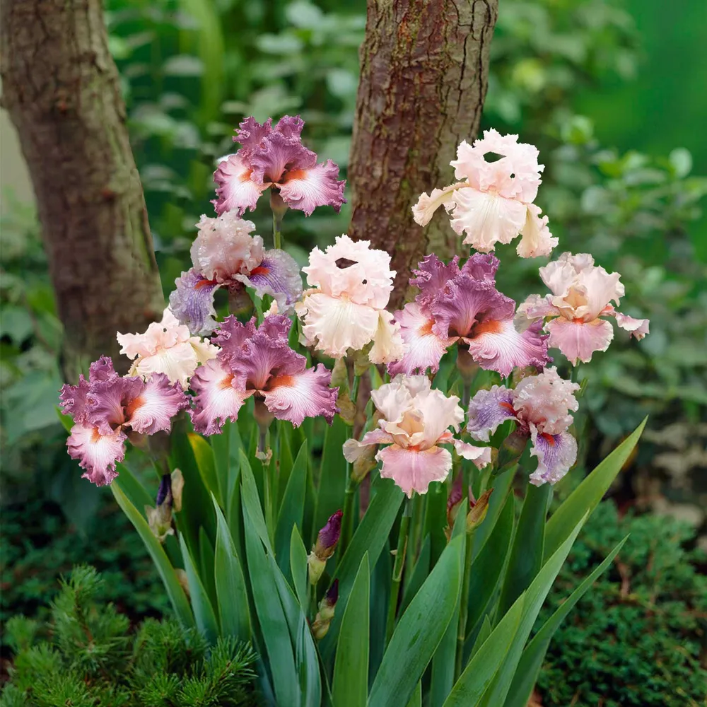 VEGSOW Bearded Iris Bulbs - Pink Mix Perennial Flower Roots