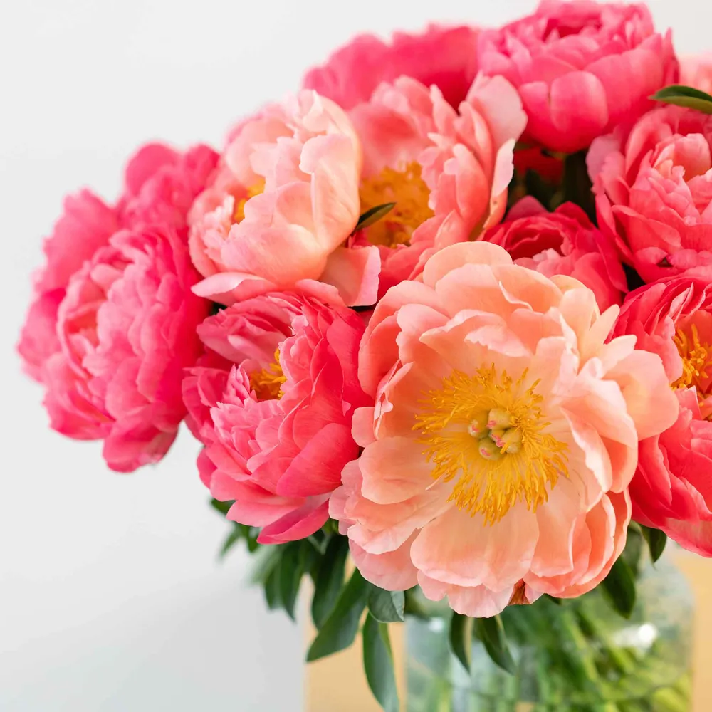 VEGSOW Peony Roots - Coral Bouquet Mix