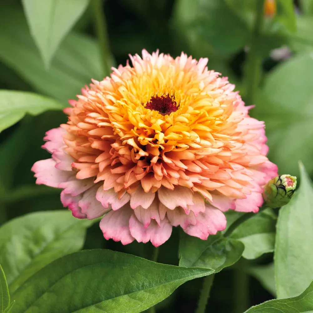 VEGSOW Zinnia Seeds - Zinderella Peach Variety