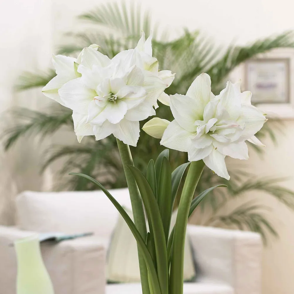 VEGSOW Amaryllis Bulbs - White Nymph Double Flowering Variety