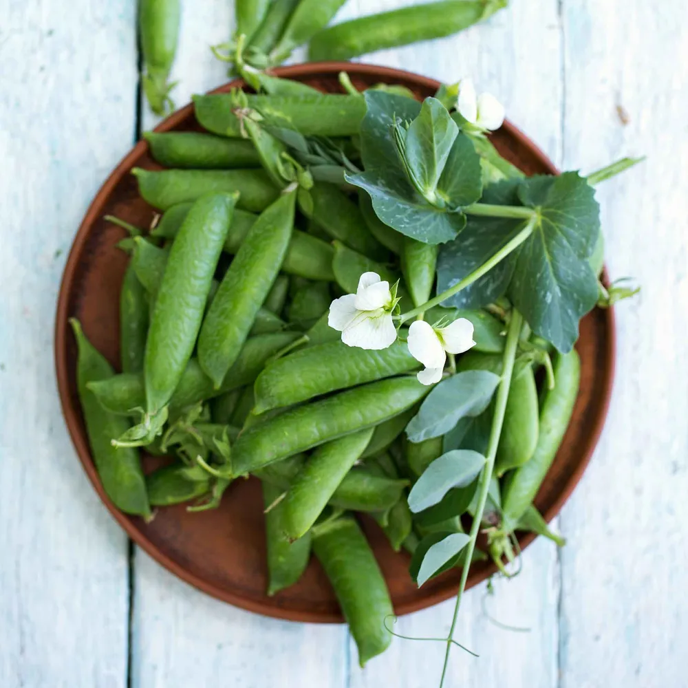 VEGSOW Organic Sugar Daddy Pea Seeds - Non-GMO Vegetable Garden Seeds