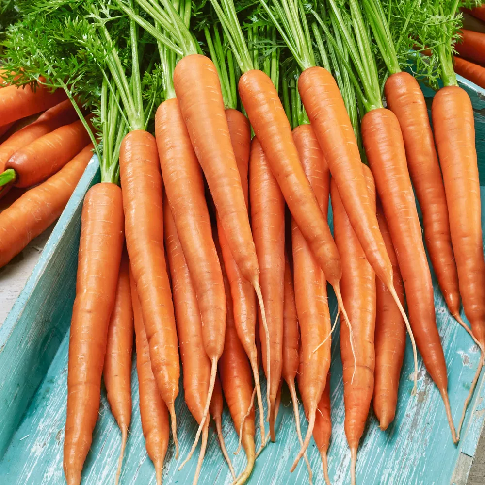 VEGSOW Organic Little Finger Carrot Seeds - Heirloom Vegetable Variety