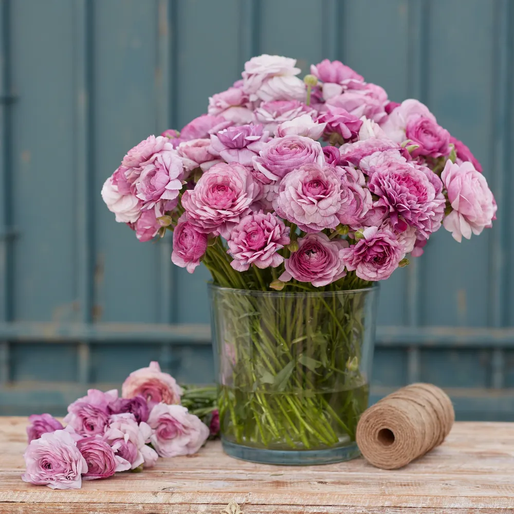 VEGSOW Purple Jean Ranunculus Bulbs - Vibrant Spring-Blooming Perennials