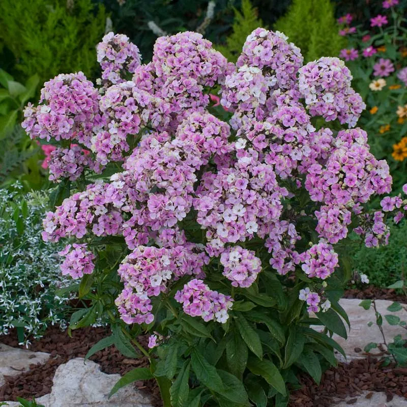 VEGSOW Phlox Roots - Sherbet Blend Perennial Bare Roots
