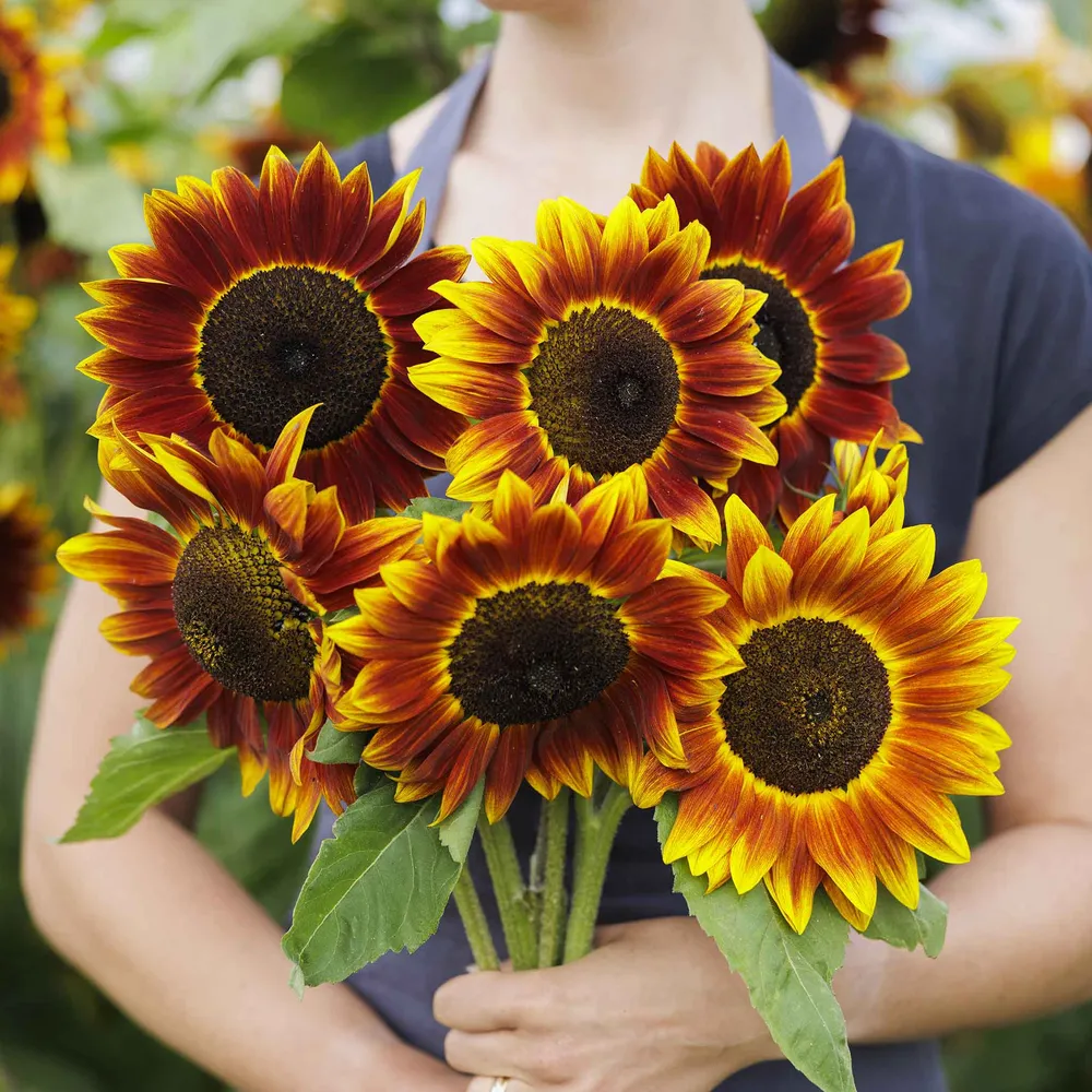 VEGSOW Harlequin Sunflower Seeds - Heirloom Multi-Color Annual Flower Seeds