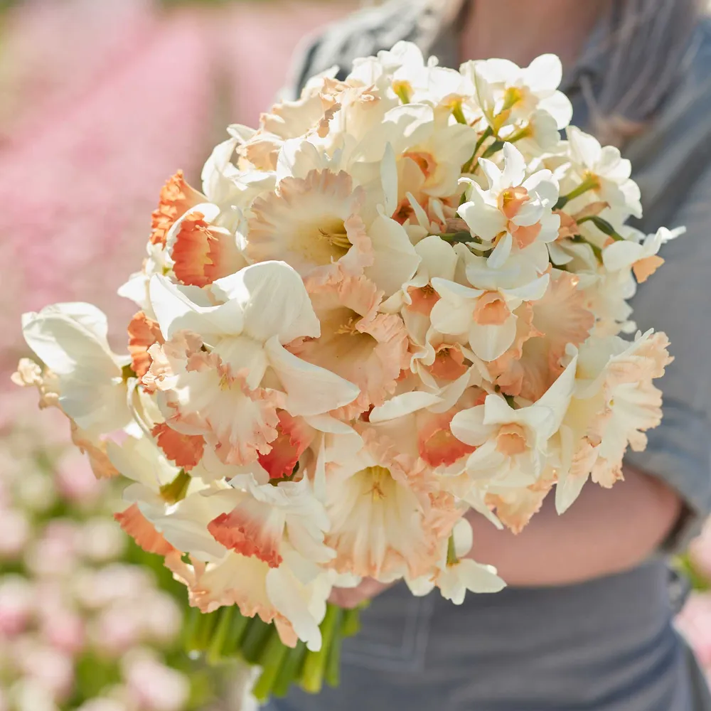 VEGSOW Daffodil Bulbs - Pastel Charm Mix for Spring Garden Planting