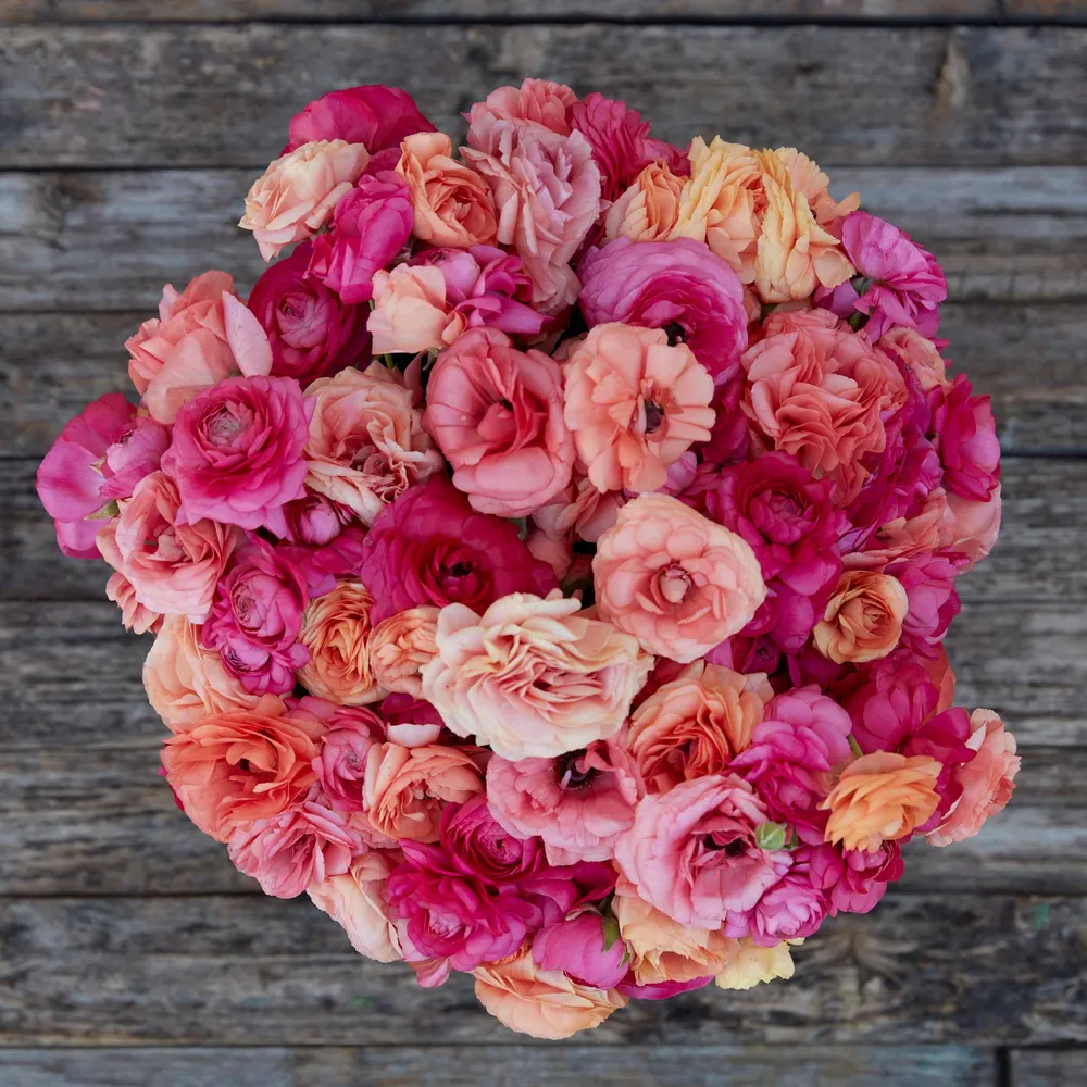 VEGSOW Ranunculus Bulbs - Lipstick Mix