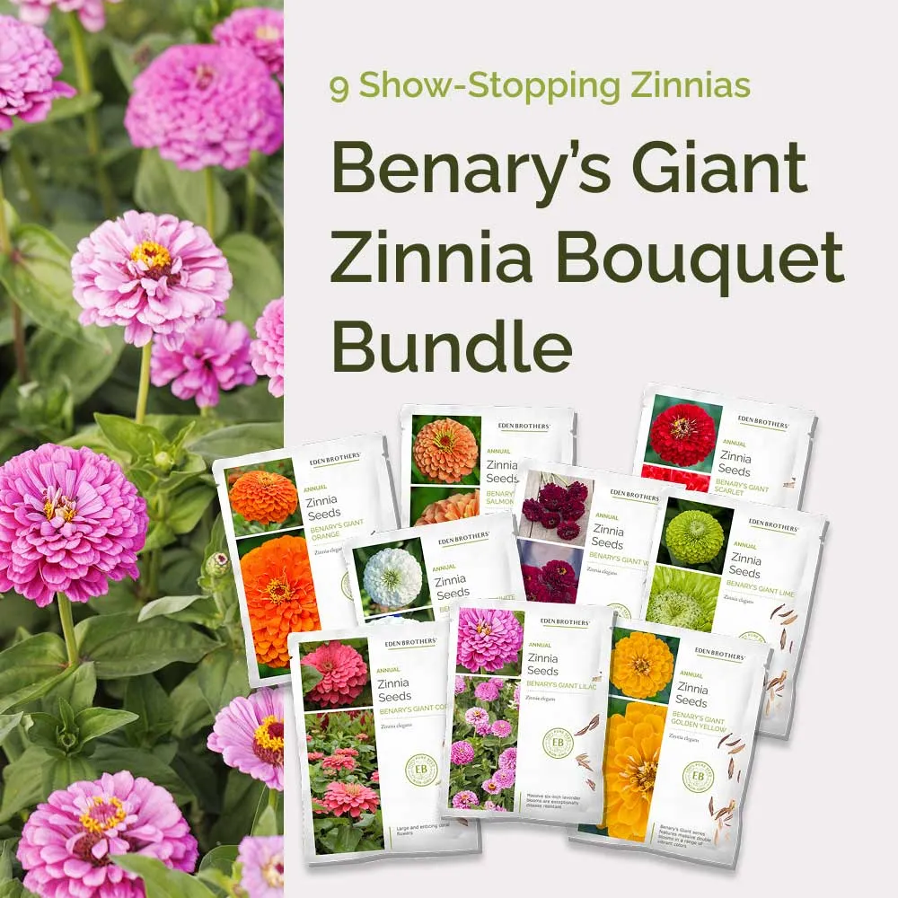 Benary’s Giant Zinnia Bouquet Bundle - Professional Grade Flower Seeds