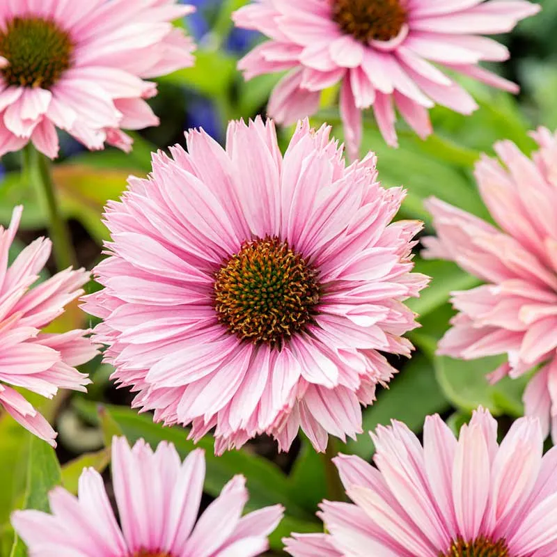 VEGSOW Echinacea Roots - Sunseekers Salmon Perennial Flower Seeds