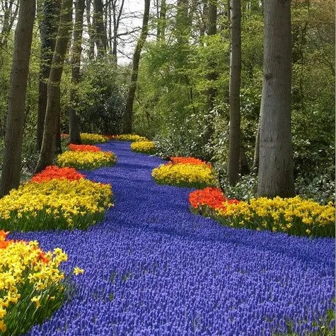VEGSOW Grape Hyacinth Bulbs (Muscari) - Armeniacum