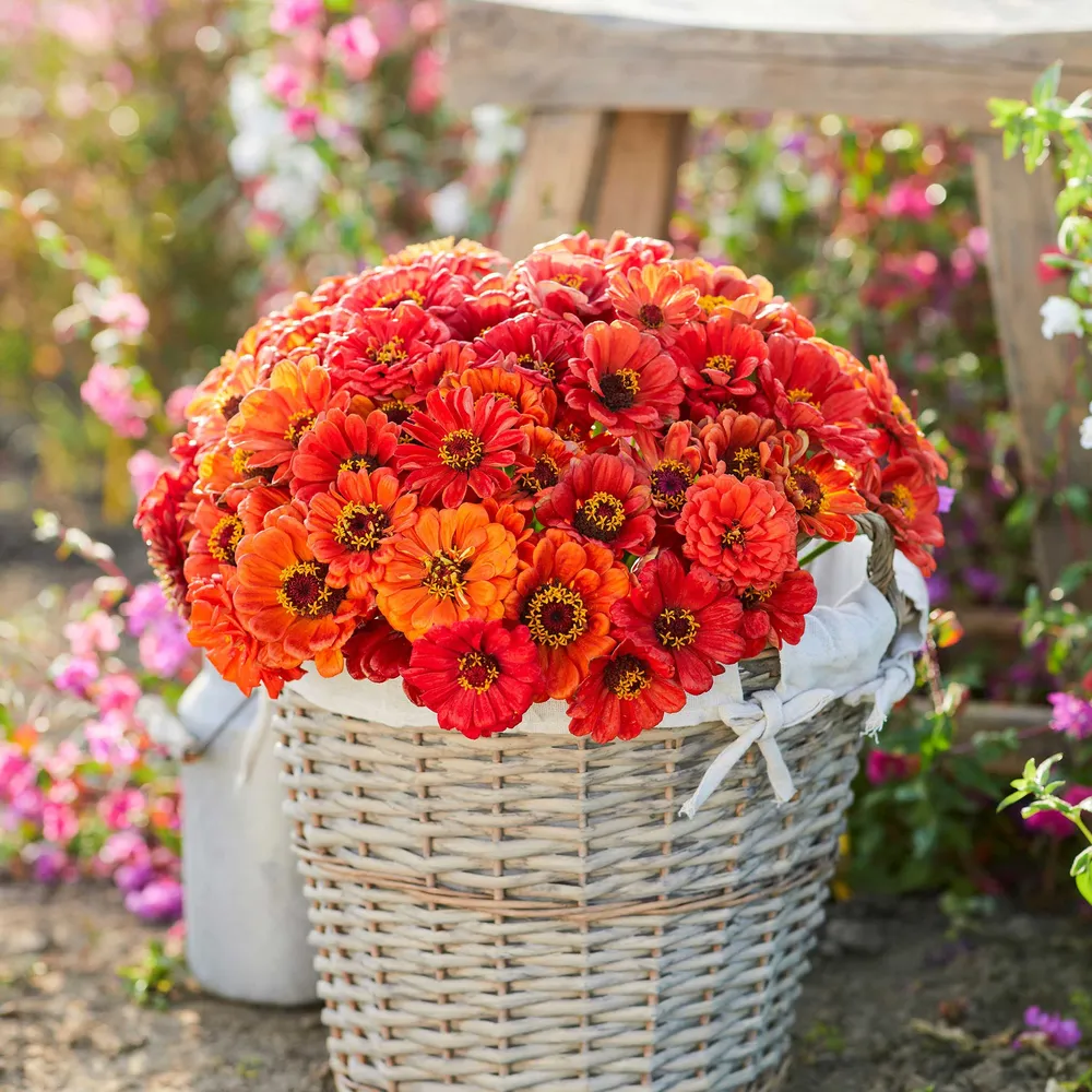 VEGSOW Oriole Zinnia Seeds - Tall Heirloom Annual Flower Seeds