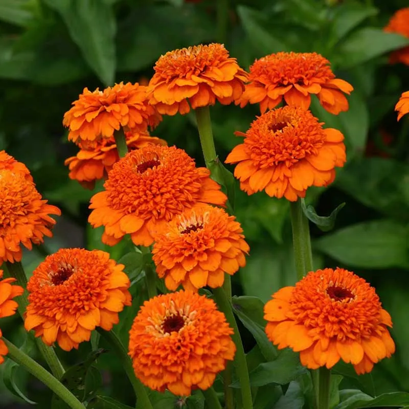 VEGSOW Zinderella Orange Zinnia Seeds - Double Petal Flower Seeds