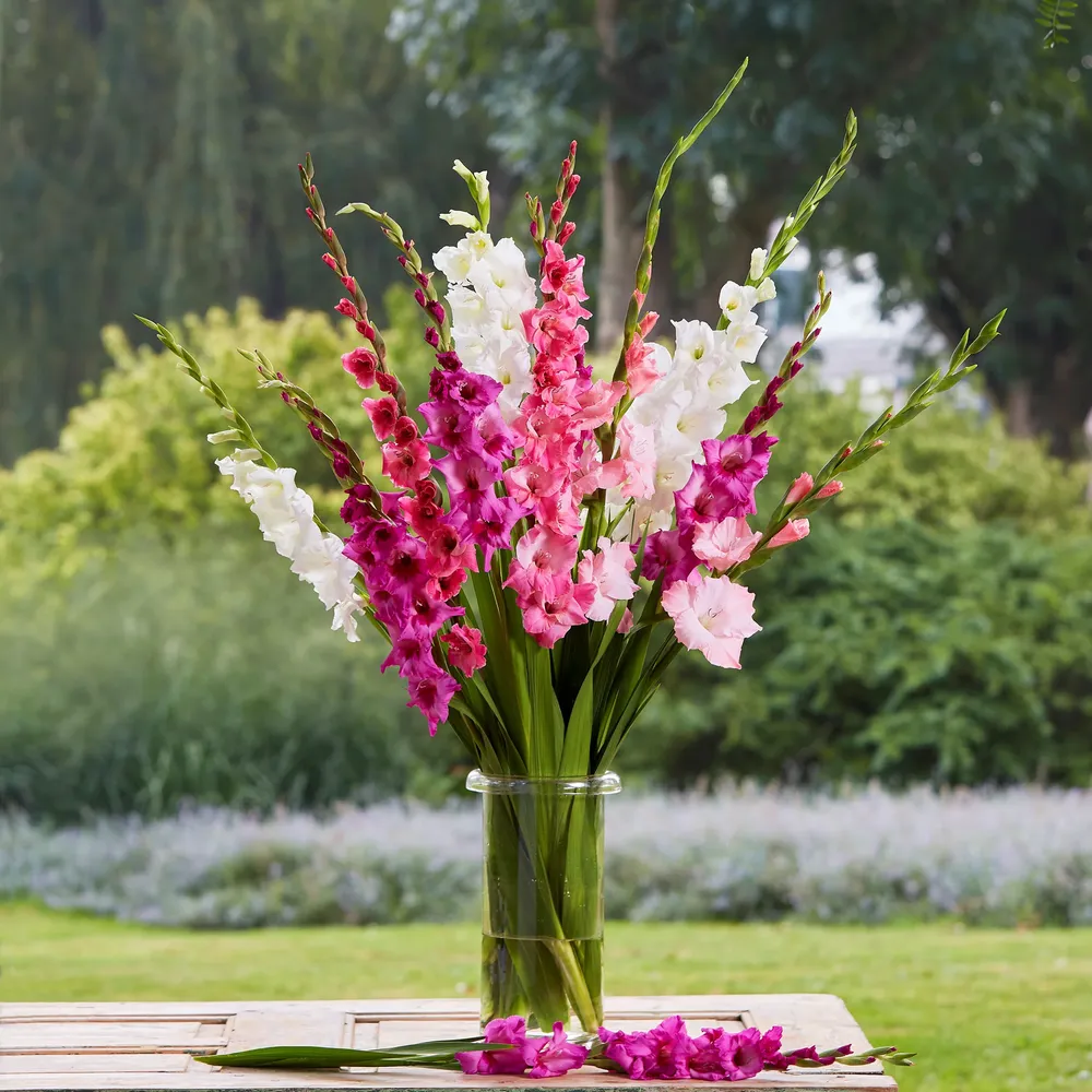 VEGSOW Gladiolus Flower Bulbs - Romantic Mix