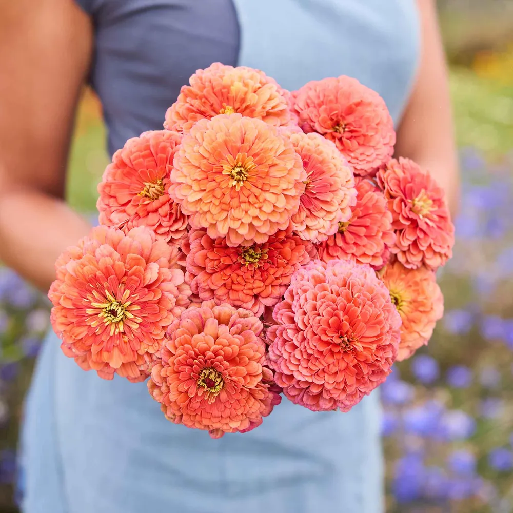 VEGSOW Benary's Giant Salmon Rose Zinnia Seeds - Tall Heirloom Flower Seeds