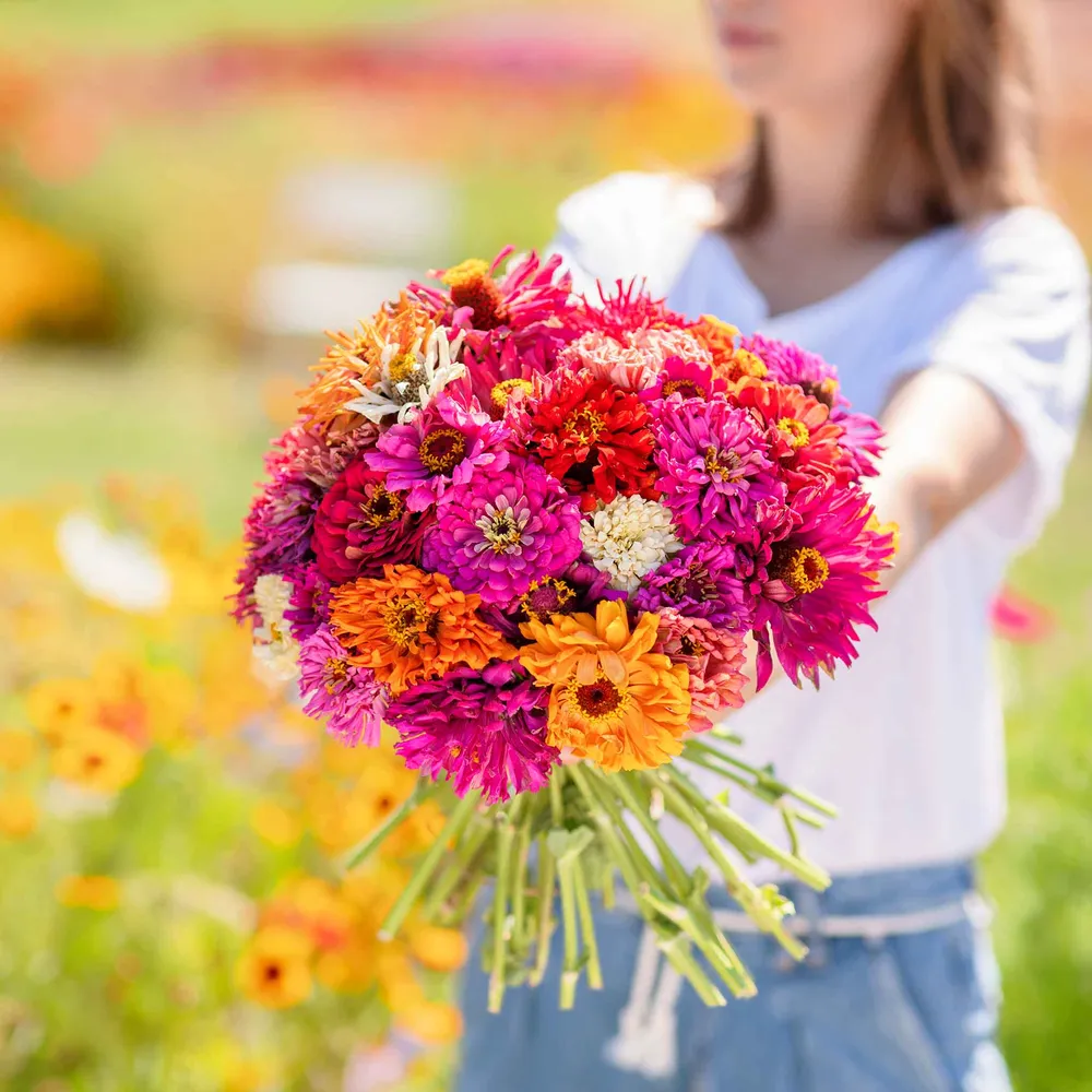 VEGSOW Cactus Flowered Zinnia Seeds - Mixed Colors Heirloom Flower Seeds