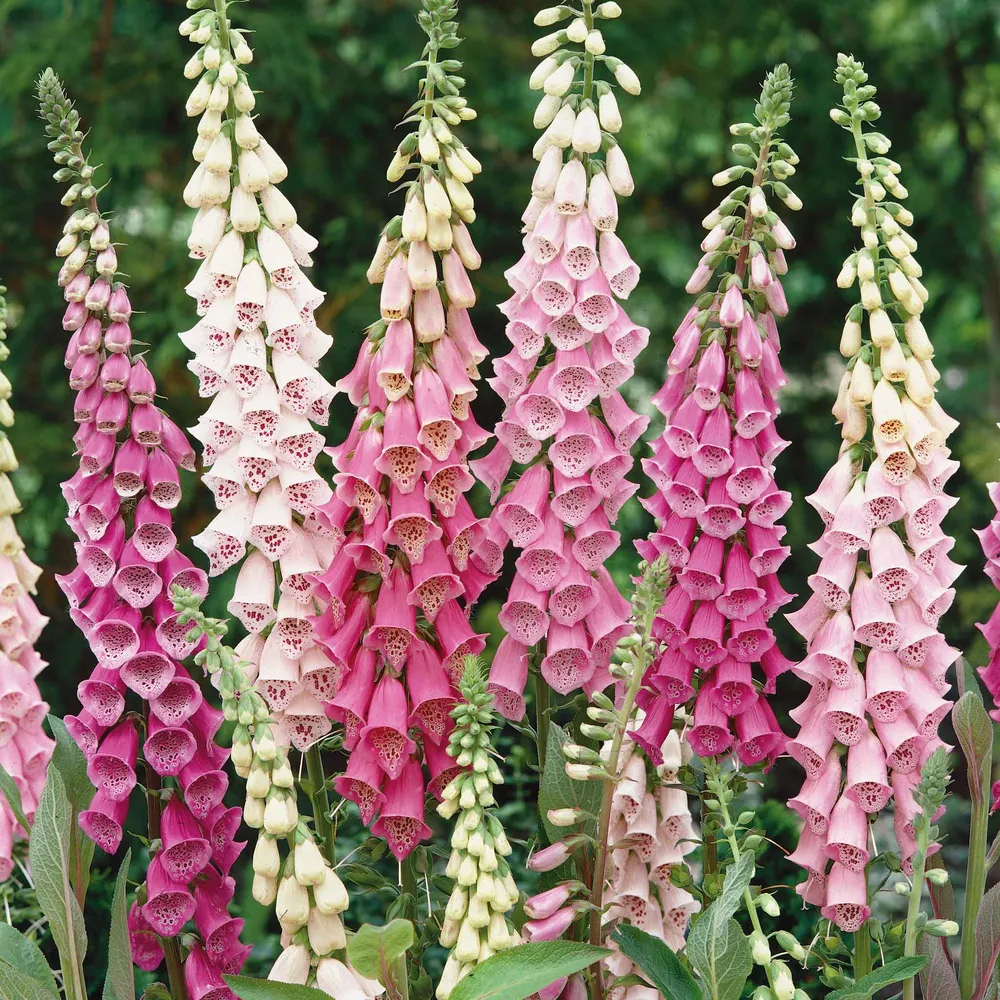 VEGSOW Foxglove Seeds - Gloxiniaeflora Mix