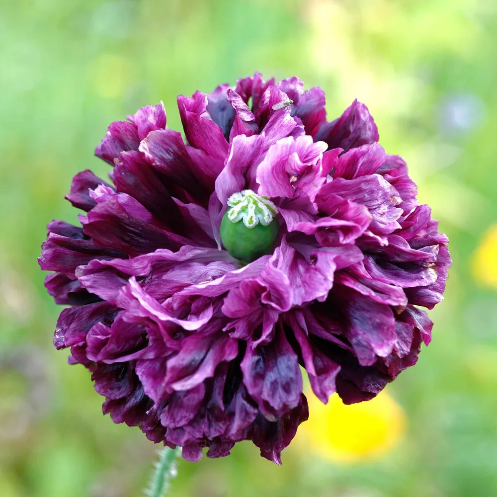 VEGSOW Double Purple Poppy Seeds - Heirloom Flower Seeds for Garden
