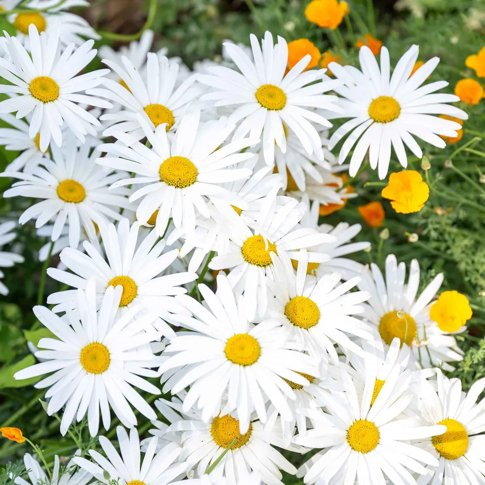 VEGSOW Ox-Eye Daisy Seeds - Heirloom Perennial Flower Seeds